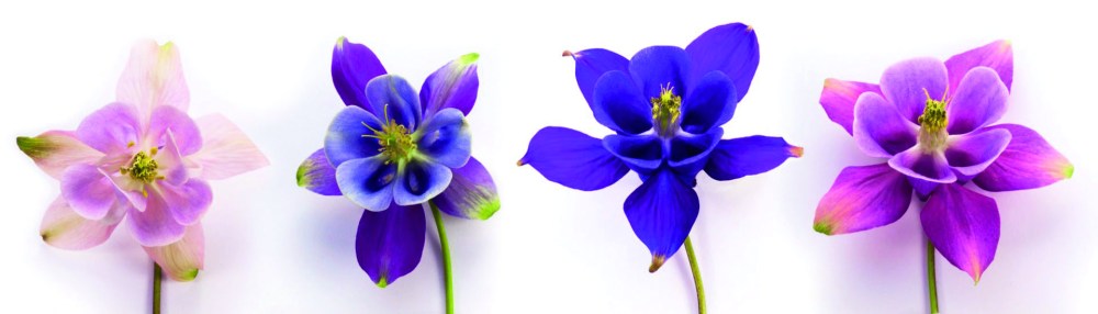 flowers-colorful-white-background